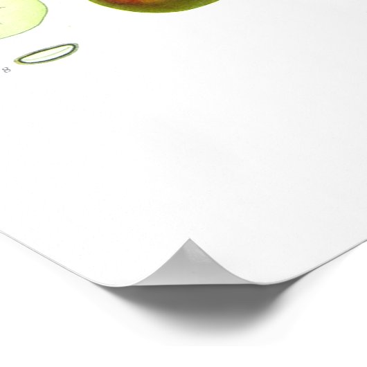 マルス海老 ポスター (角)