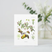 マルス海老 ポストカード (スタンド正面)