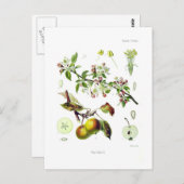 マルス海老 ポストカード (正面/裏面)