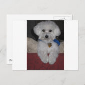 マルタのギフト ポストカード (正面/裏面)