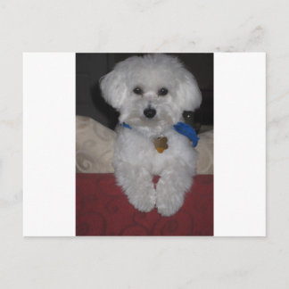 マルタのギフト ポストカード