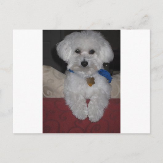 マルタのギフト ポストカード (正面)