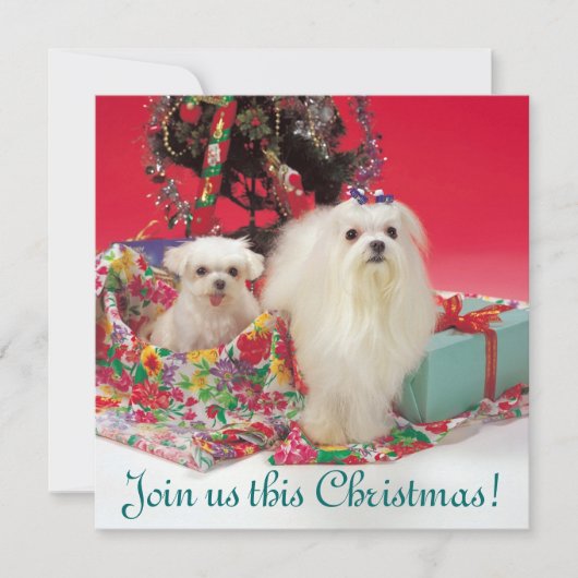 マルタのクリスマスの招待状 招待状 (正面)