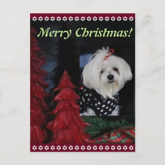 マルタのクリスマス シーズンポストカード (正面)