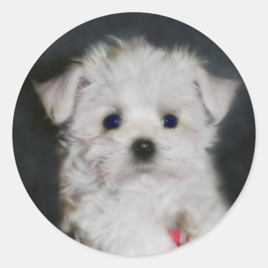 マルタのシール ラウンドシール (正面)