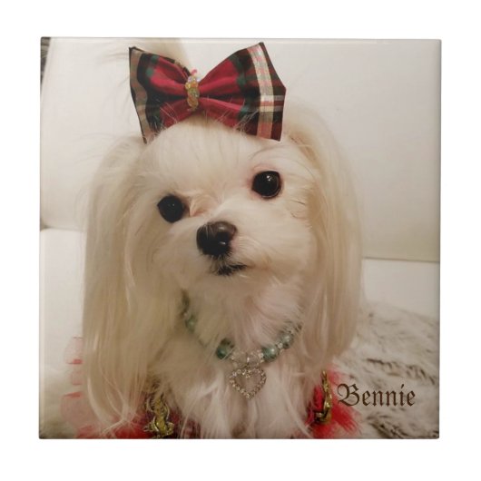 マルタのセラミックタイル タイル (正面)