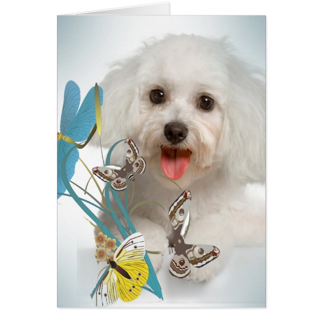 マルタのトンボ及び蝶カード (正面)