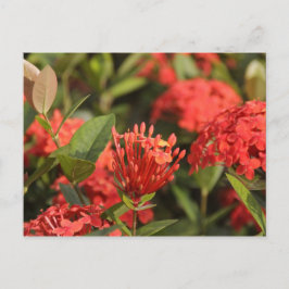 マルタの十字 ポストカード