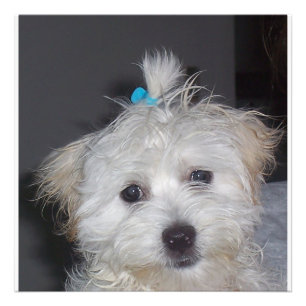 マルタの子犬 フォトプリント