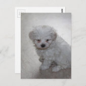 マルタの子犬（9ヶ月） ポストカード (正面/裏面)