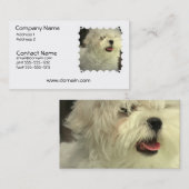 マルタ犬の名刺 名刺 (正面/裏面)