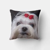 マルタ犬の小さく白いトイドッグのクッション クッション (裏面)