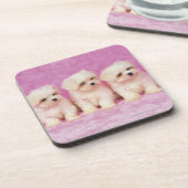 マルタ犬; 白い犬の小さい品種はそれあります コースター (左側)