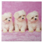 マルタ犬; 白い犬の小さい品種はそれあります タイル (正面)