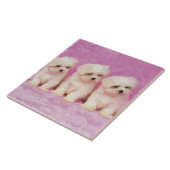 マルタ犬; 白い犬の小さい品種はそれあります タイル (側面)