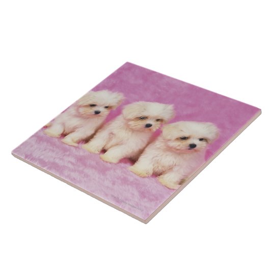 マルタ犬; 白い犬の小さい品種はそれあります タイル (側面)