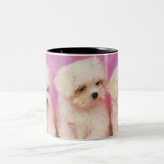 マルタ犬; 白い犬の小さい品種はそれあります ツートーンマグカップ (中央)