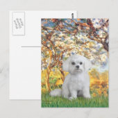 マルタ犬 (12) - 春 ポストカード (正面/裏面)