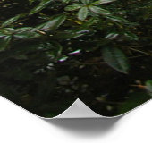 マルチノマ滝 ポスター (角)