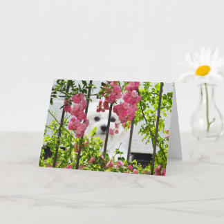 マルチーズあいさつ空白のきカードのヘルム カード