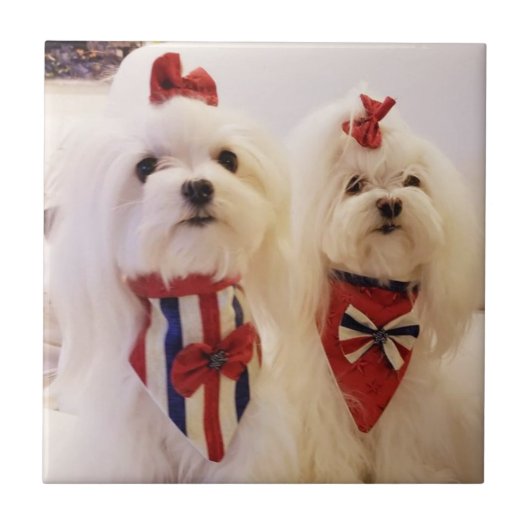 マルチーズが付いているセラミックタイル タイル (正面)