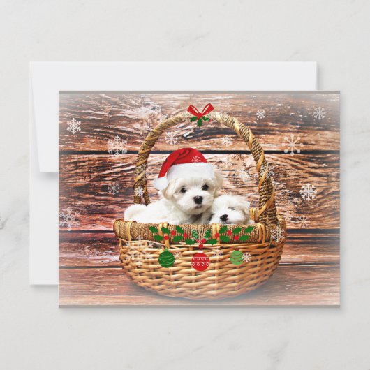 マルチーズのクリスマス子犬 シーズンカード (正面)