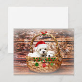 マルチーズのクリスマス子犬 シーズンカード (正面/裏面)