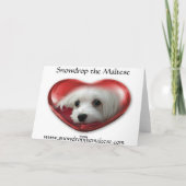 マルチーズのクリスマス/グリーティングカードをスノードロップ シーズンカード (裏面)