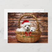 マルチーズの子犬がクリスマスのバスケットに シーズンポストカード (正面/裏面)