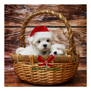 マルチーズの子犬がクリスマスのバスケットに ポスター