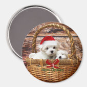 マルチーズの子犬がクリスマスのバスケットに マグネット (正面/裏面)