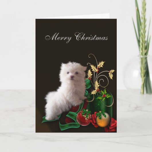 マルチーズの子犬のクリスマス シーズンカード (正面)