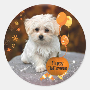 マルチーズの子犬のハロウィン ラウンドシール