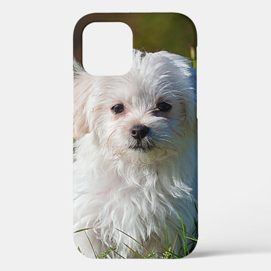 マルチーズの子犬の芝生 Case-Mate iPhoneケース (裏面)