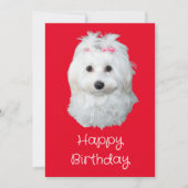 マルチーズのLiLi犬 白い子犬の写真 シーズンカード (正面)