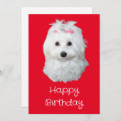 マルチーズのLiLi犬 白い子犬の写真 シーズンカード (正面/裏面)