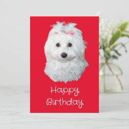 マルチーズのLiLi犬 白い子犬の写真 シーズンカード