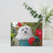 マルチーズはがき ポストカード (スタンド正面)