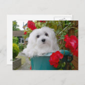 マルチーズはがき ポストカード (正面/裏面)