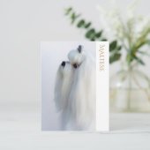 マルチーズはがき ポストカード (スタンド正面)