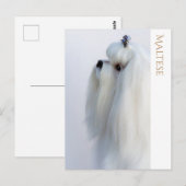 マルチーズはがき ポストカード (正面/裏面)