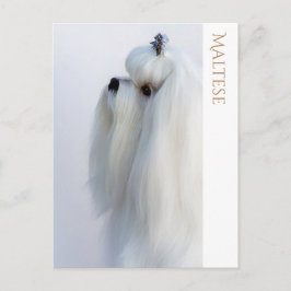 マルチーズはがき ポストカード