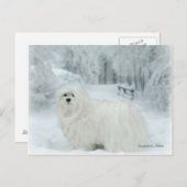 マルチーズはがき ポストカード (正面/裏面)