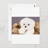 マルチーズを箱の中に ポストカード (正面/裏面)