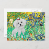 マルチーズカップ – Irises ポストカード (正面/裏面)