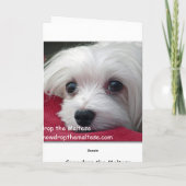 マルチーズグリーティングカードのスノードロップ シーズンカード (裏面)