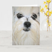 マルチーズグリーティングカード カード (黄色い花)