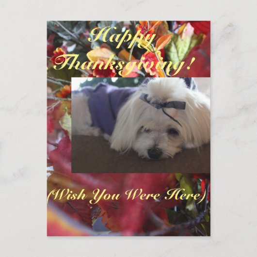 マルチーズシーズン葉ズデザイン シーズンポストカード (正面)