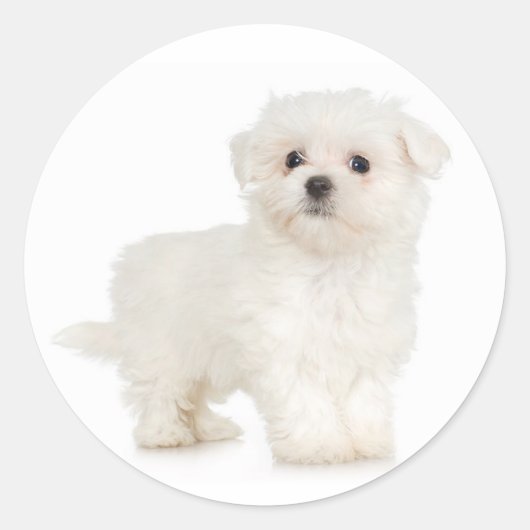 マルチーズシール ラウンドシール (正面)