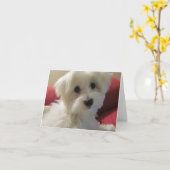 マルチーズノートカード カード (黄色い花)